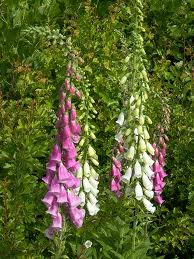 digitalis